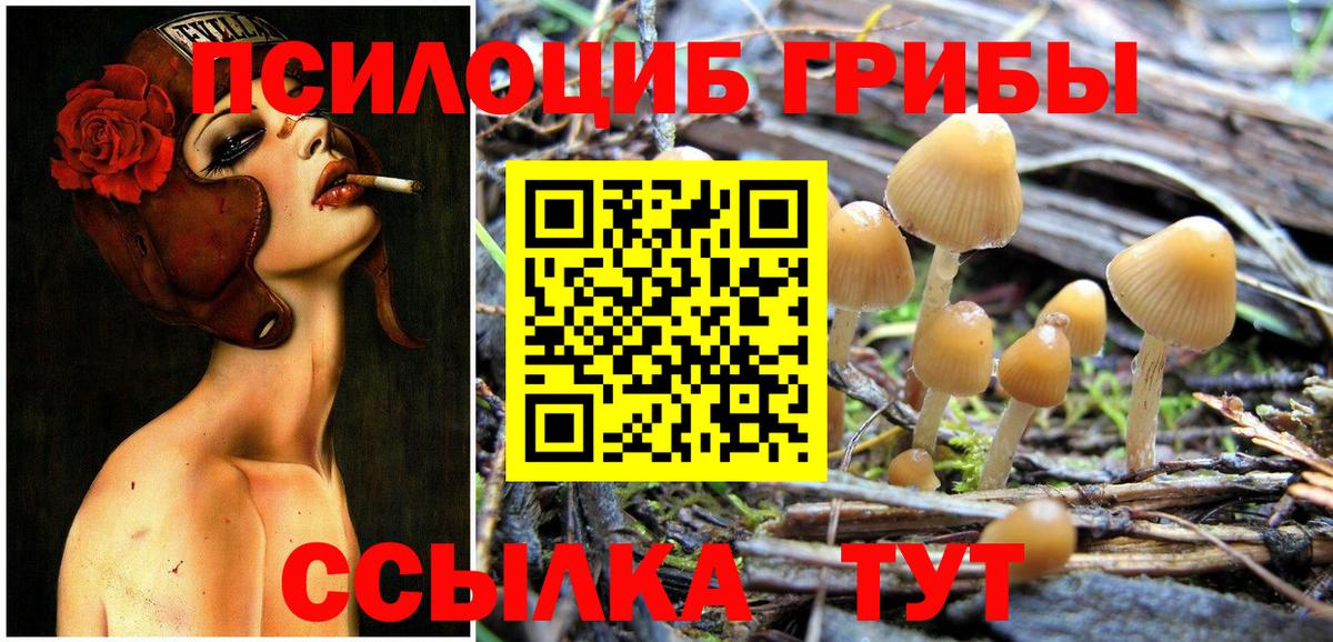 Галлюциногенные грибы Psilocybine cubensis Лениногорск